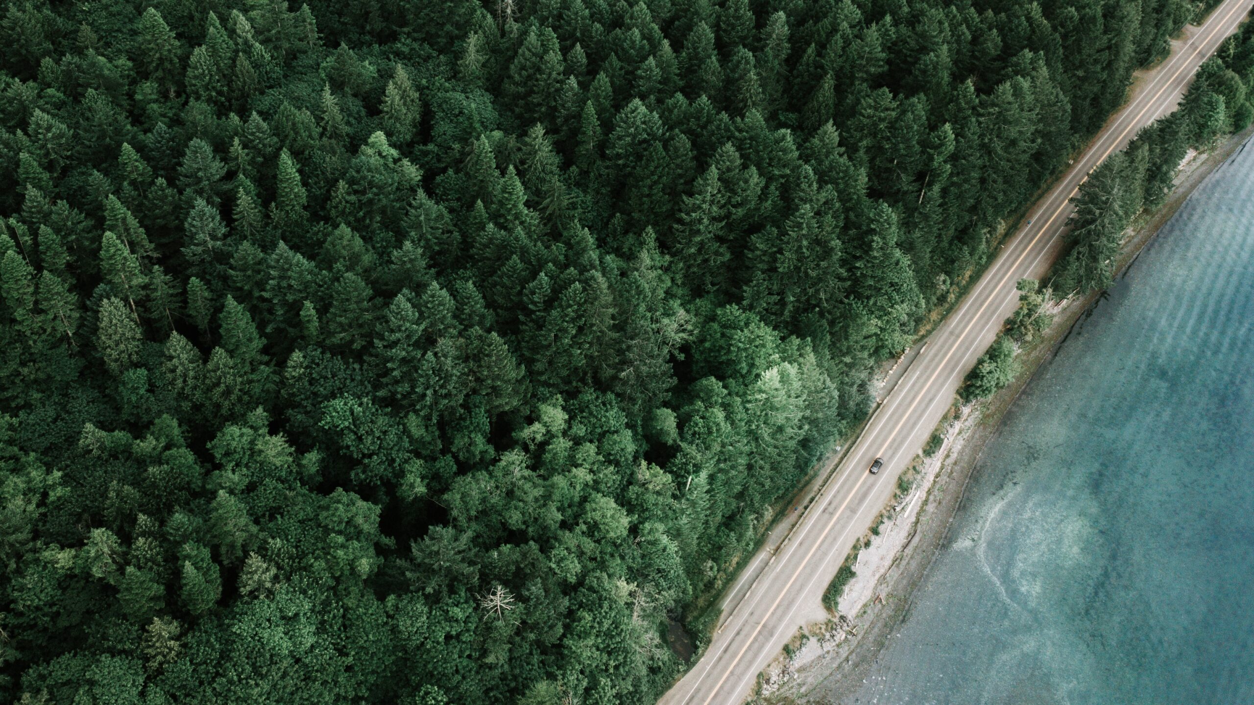 foto-de-bosque-con-dron